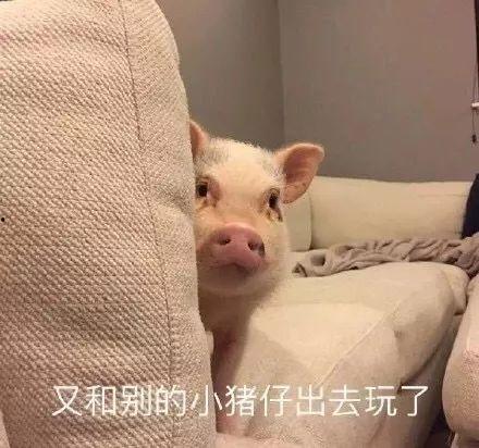 肥猪猪的日常娱乐吃瓜酱,娱乐酱的趣味生活点滴